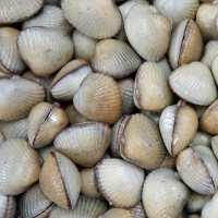 Les coques de cabourg réductions