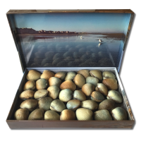 Les coques de cabourg réductions